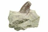 Serrated, Megalosaurid (Marshosaurus) Tooth in Sandstone #222503-1
